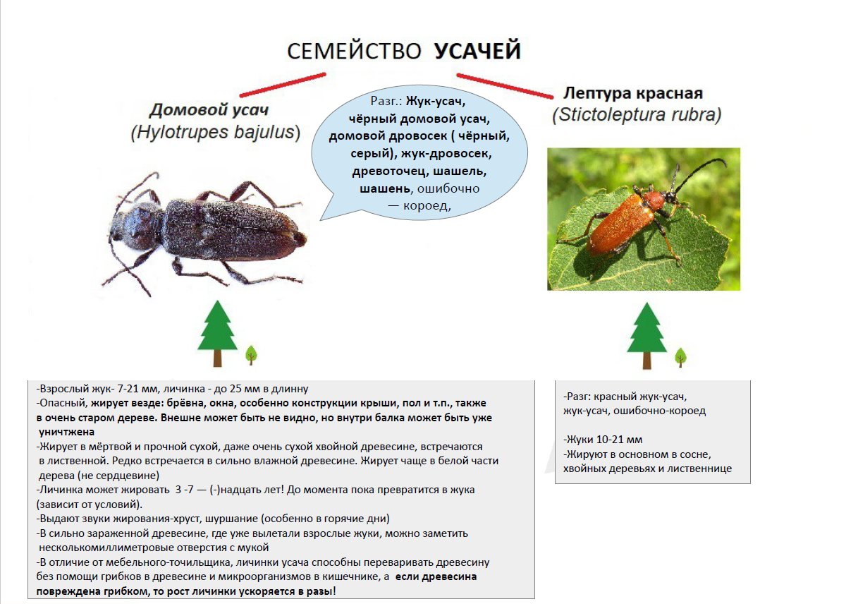 Какие жуки могут жить в деревянном доме. Виды - Дезцентр-Русь